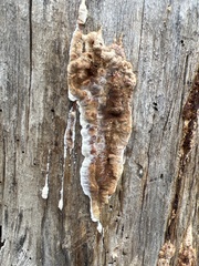 Subantrodia juniperina