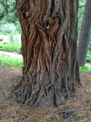 iNaturalist observation photo of California incense-cedar