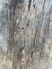 Subantrodia juniperina