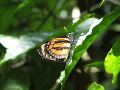 Lycorea halia atergatis