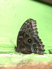 Morpho helenor maculata