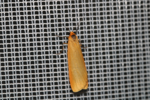 Setema cereola