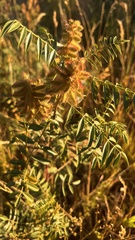 Glycyrrhiza lepidota