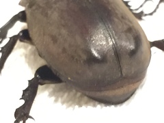 Trypoxylus dichotomus