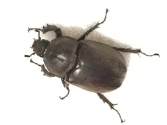 Trypoxylus dichotomus
