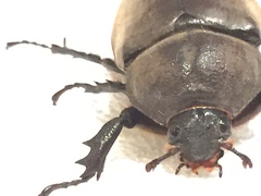 Trypoxylus dichotomus