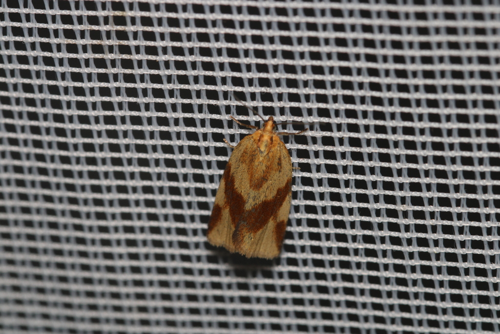 Clepsis steineriana