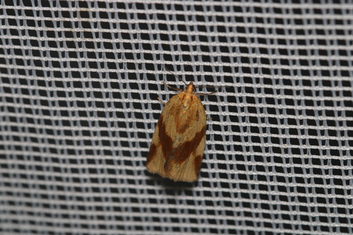 Clepsis steineriana