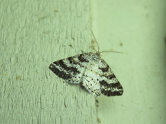 Eufidonia discospilata