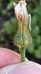 Hieracium schmidtii