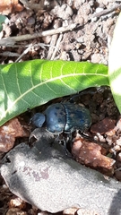 Gymnopleurus miliaris