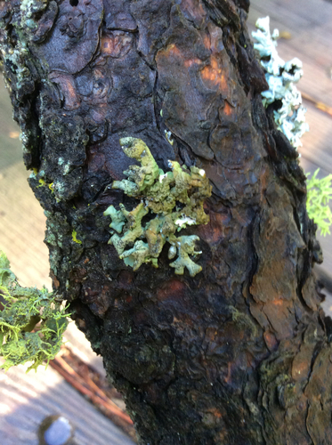 iNaturalist observation photo of Tube Lichens