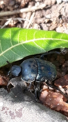 Gymnopleurus miliaris