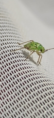 Miridae