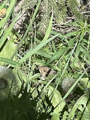 Dendragapus obscurus