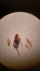 Planuncus tingitanus
