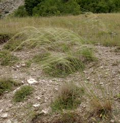 Stipa daghestanica