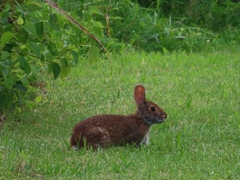 Sylvilagus floridanus