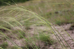 Stipa daghestanica