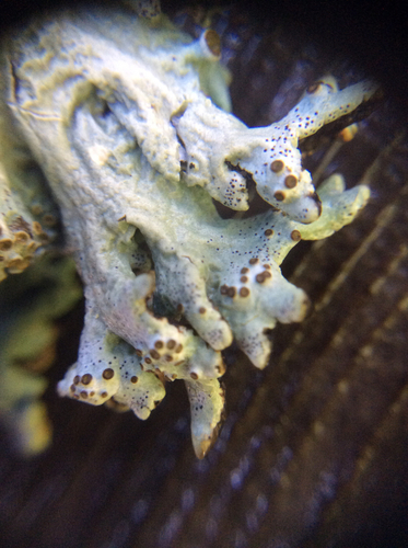 iNaturalist observation photo of Tube Lichens