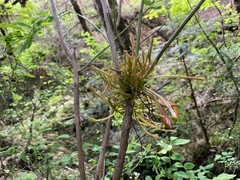 Exobasidium parvifolii