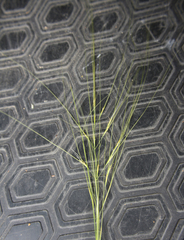 Stipa daghestanica