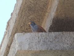 Emberiza sahari