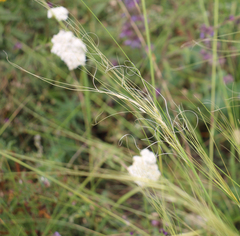Stipa daghestanica