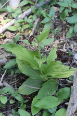 Cypripedium calceolus
