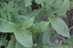 Cypripedium calceolus