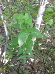 Galium rubioides
