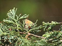 Callophrys hesseli