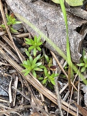 Pyxidanthera barbulata