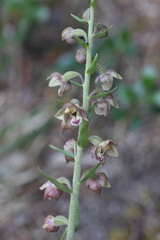 Epipactis helleborine tremolsii
