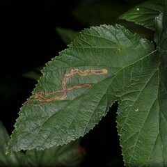Agromyza filipendulae
