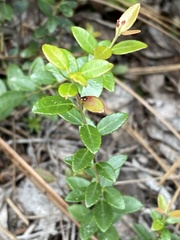 Vaccinium crassifolium