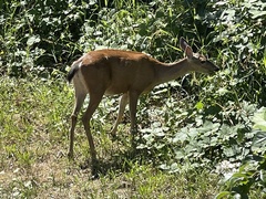 Odocoileus hemionus columbianus