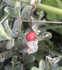 Euura collactanea