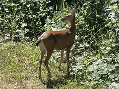 Odocoileus hemionus columbianus