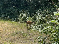Odocoileus hemionus columbianus