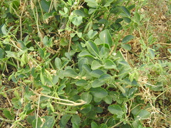 Zygophyllum fabago