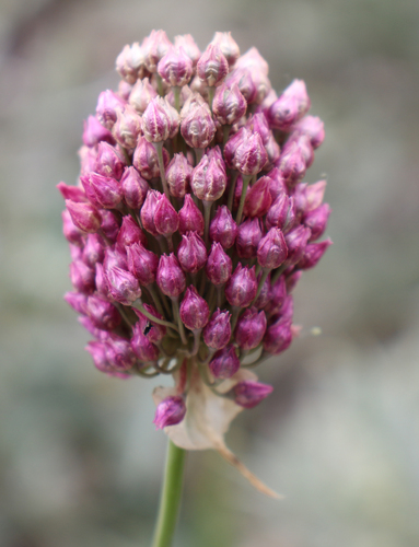 Purple-flowered Garlic