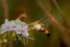 Cephonodes hylas