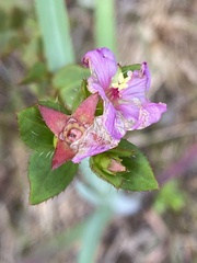 Rhexia petiolata