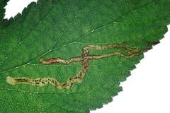 Agromyza filipendulae