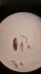 Ectobius vittiventris