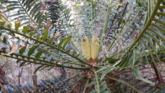 Encephalartos altensteinii