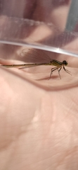 Ischnura elegans