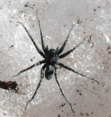 Pardosa nigra