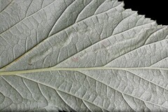 Agromyza filipendulae